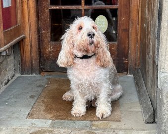 Here is Bilbo sitting in the entrance after an enjoyable stay.